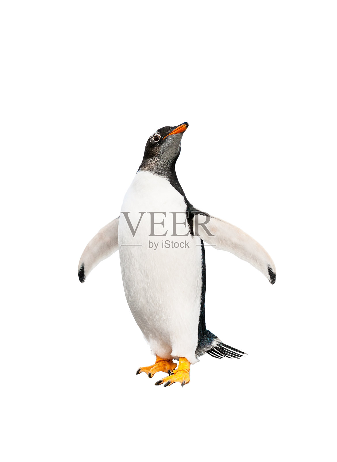 巴布亚企鹅在白色的背景照片摄影图片