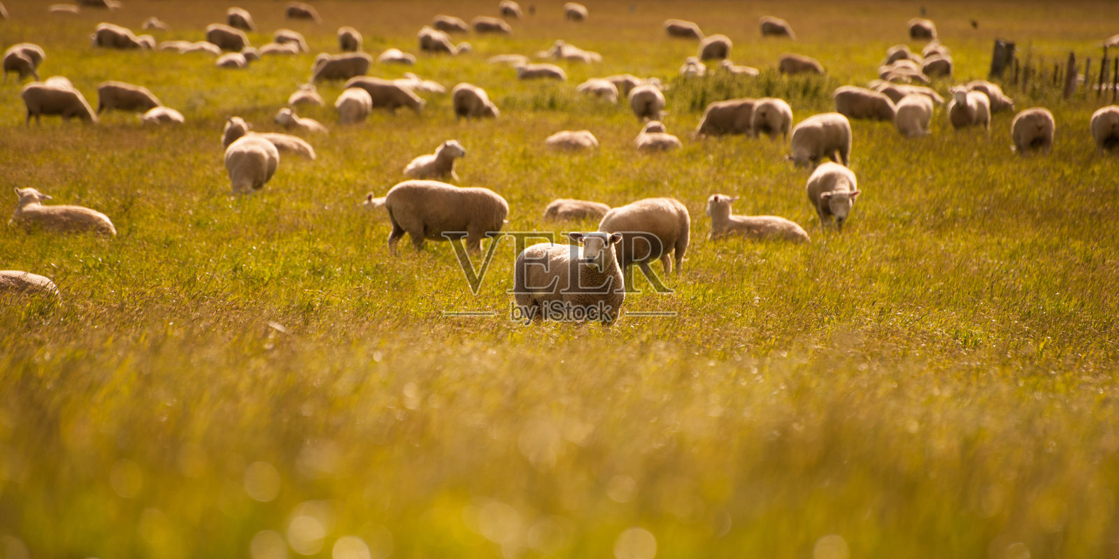 新西兰南岛农场的羊群照片摄影图片