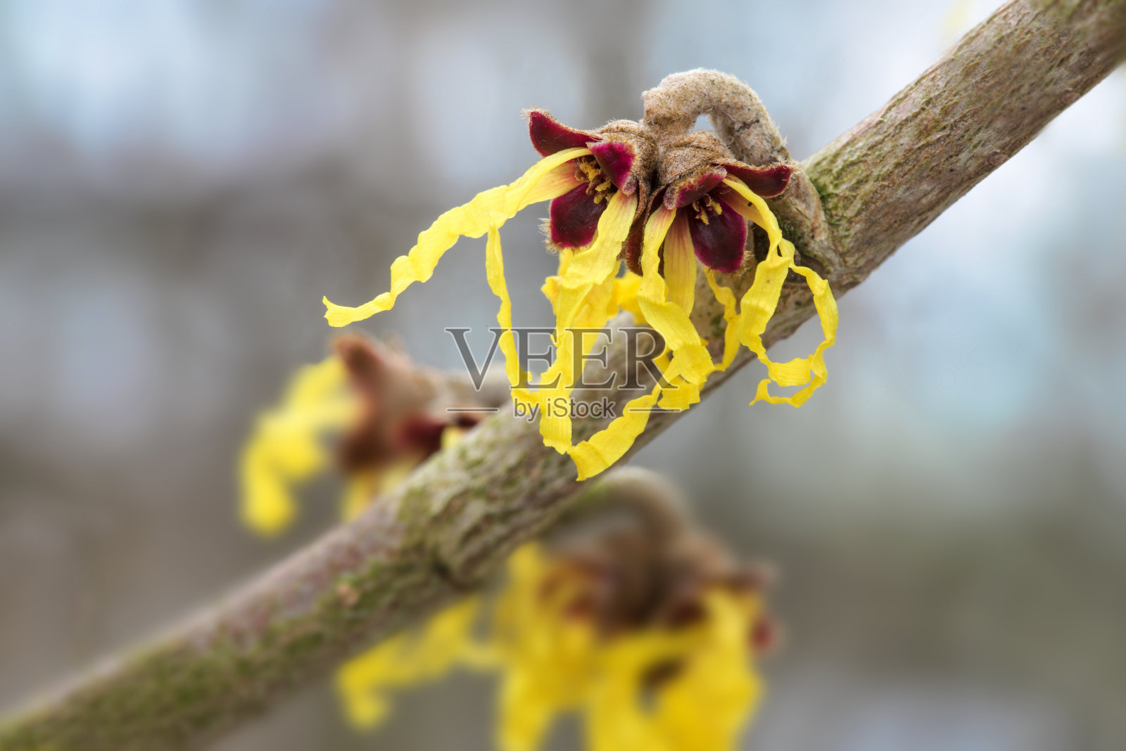 金缕梅(金缕梅属)开花，药用植物照片摄影图片
