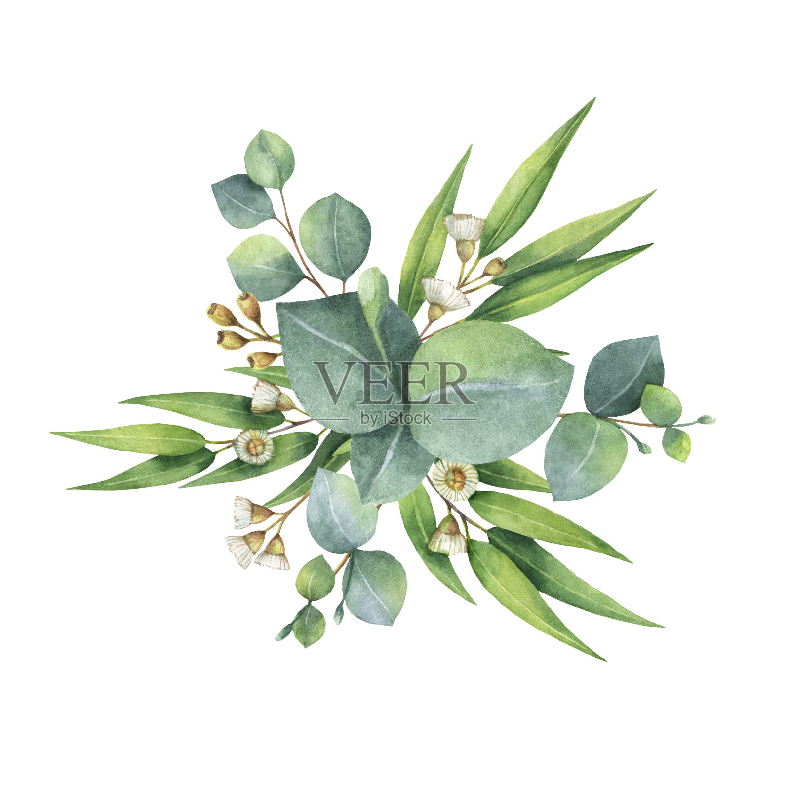 水彩花束与绿色的桉树叶和树枝。插画图片素材