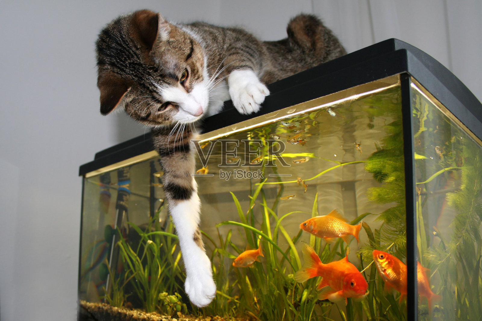 猫和金鱼照片摄影图片