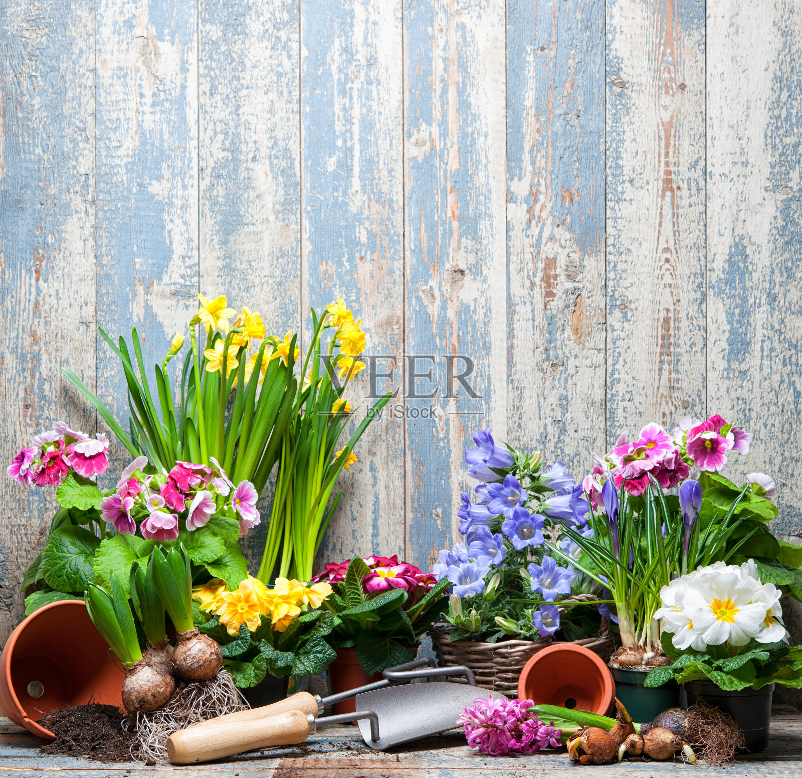 鲜花和园艺工具的特写照片摄影图片