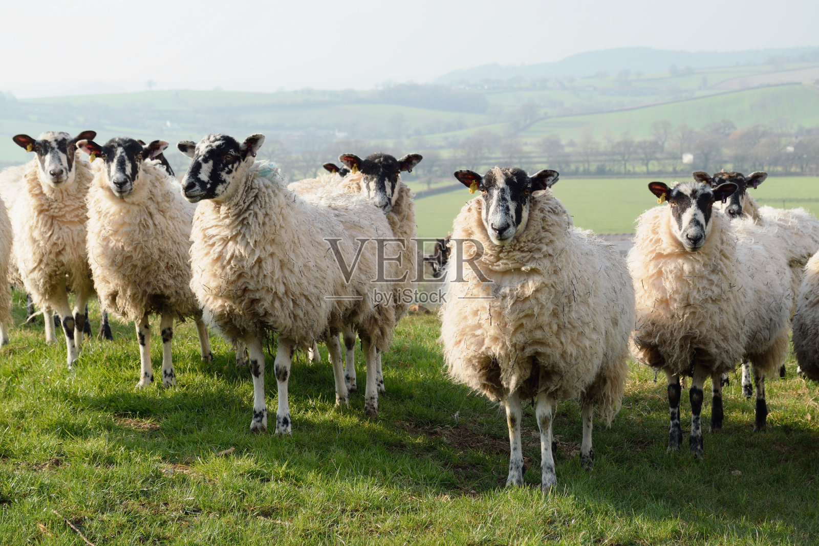 农田里的羊照片摄影图片