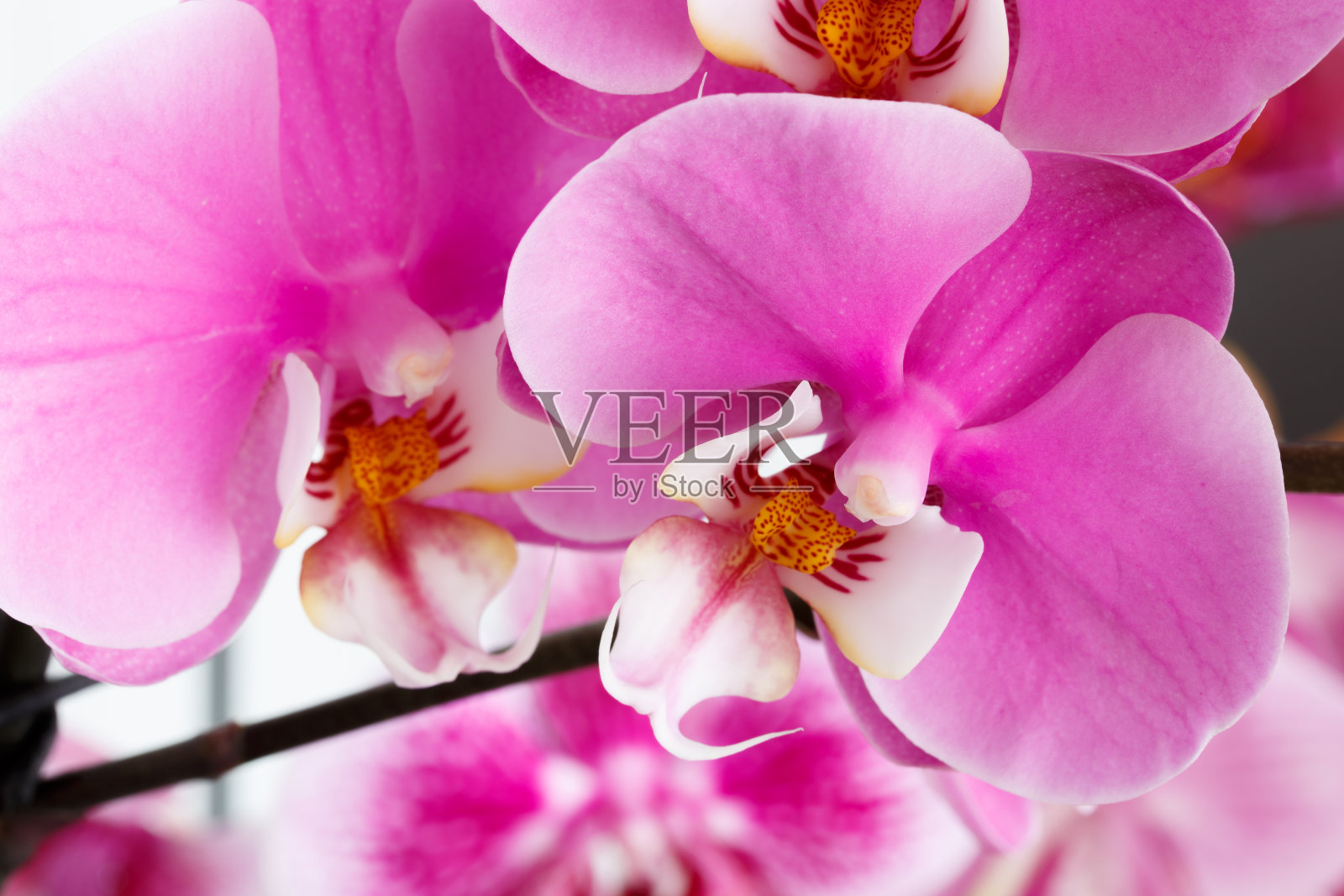 粉红色兰花的特写照片摄影图片