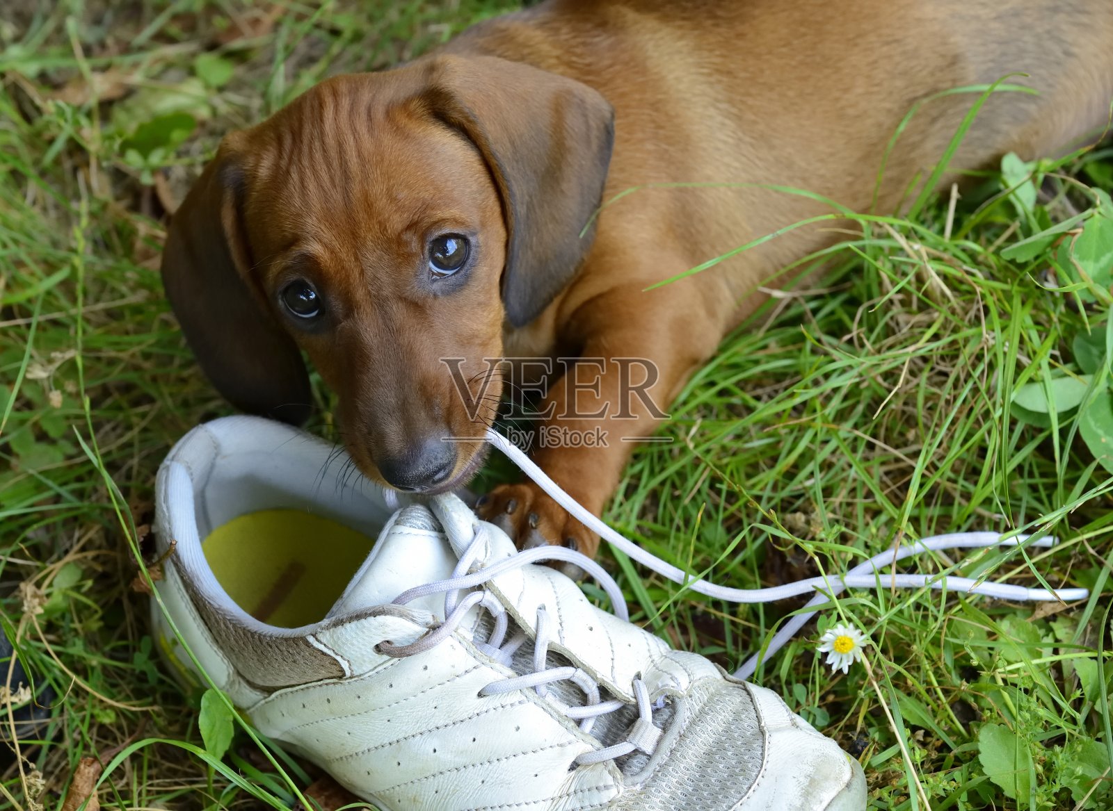 腊肠小狗在草地上玩鞋照片摄影图片