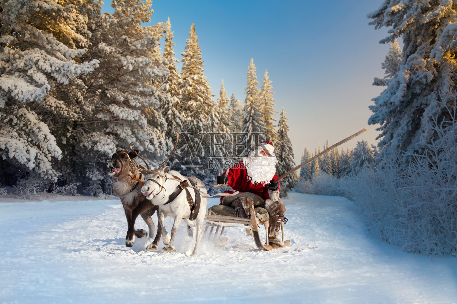 圣诞老人和他的驯鹿在森林里照片摄影图片