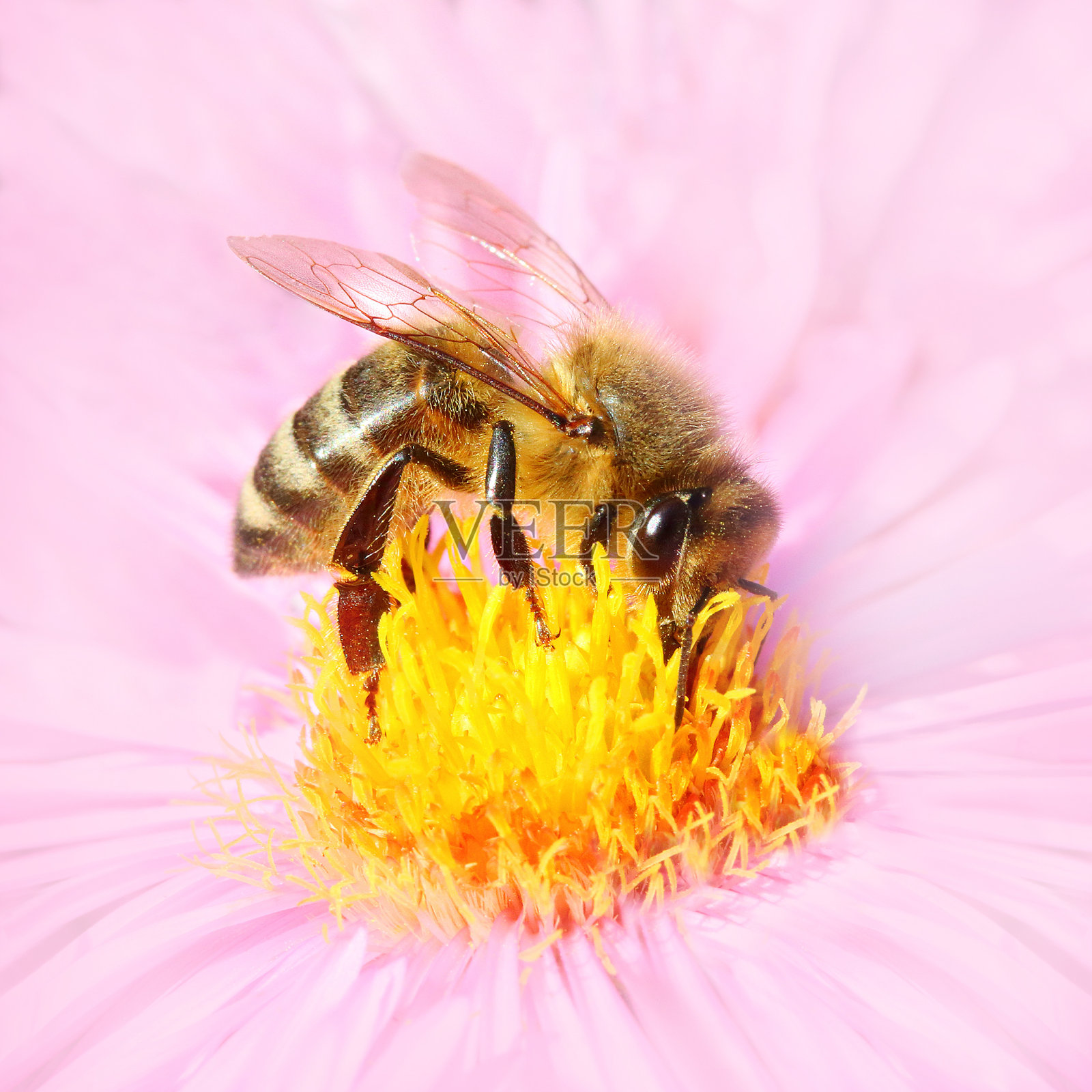 欧洲蜜蜂。照片摄影图片