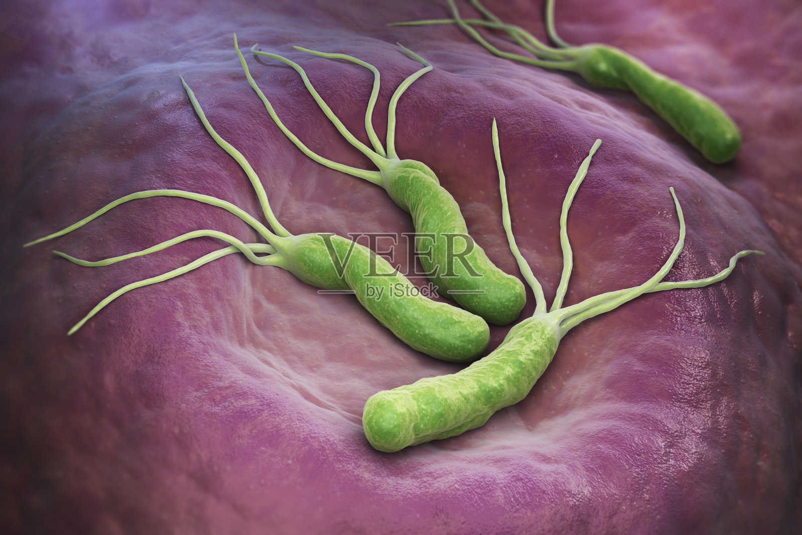 幽门螺旋杆菌的细菌照片摄影图片
