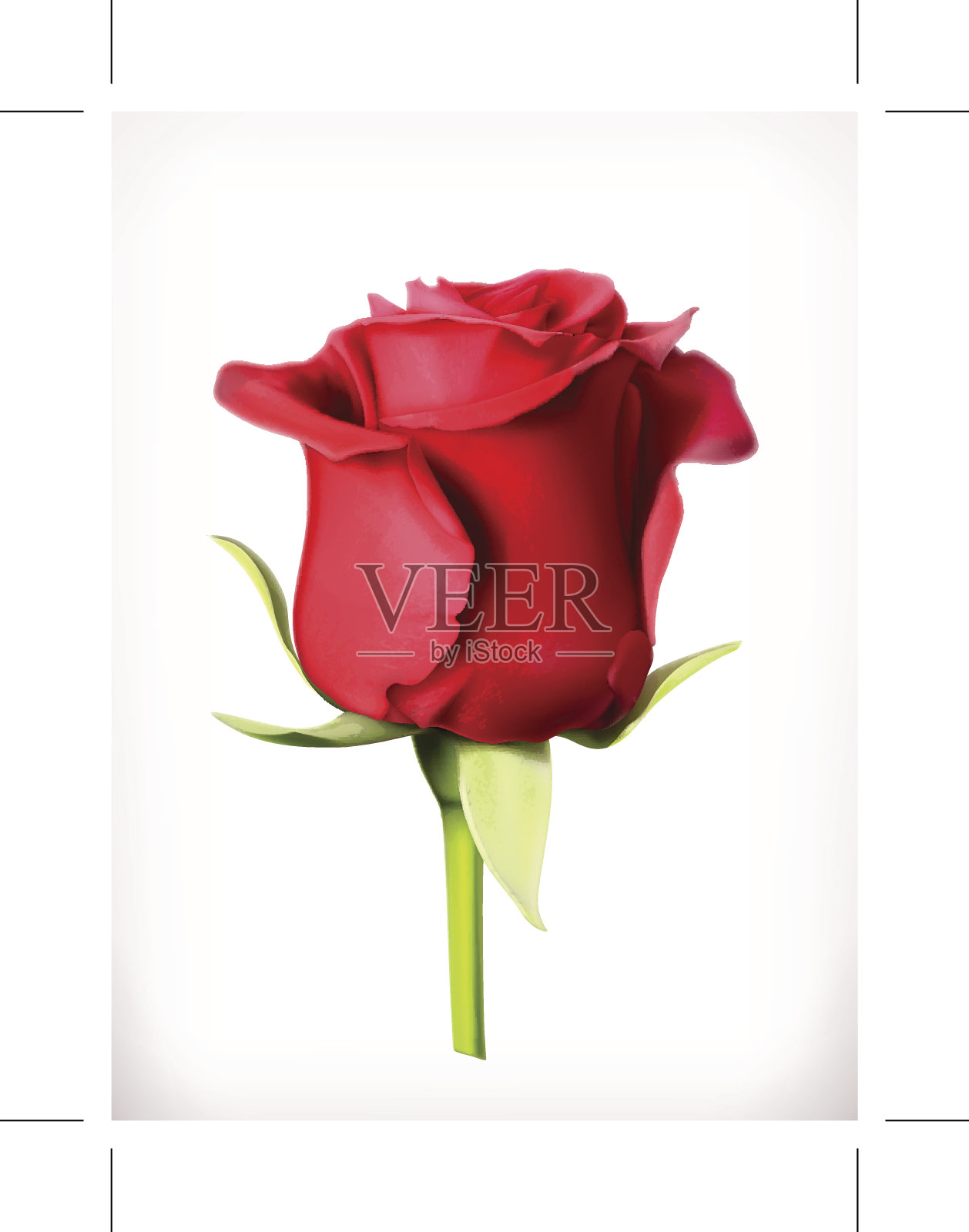红玫瑰，矢量插图设计元素图片