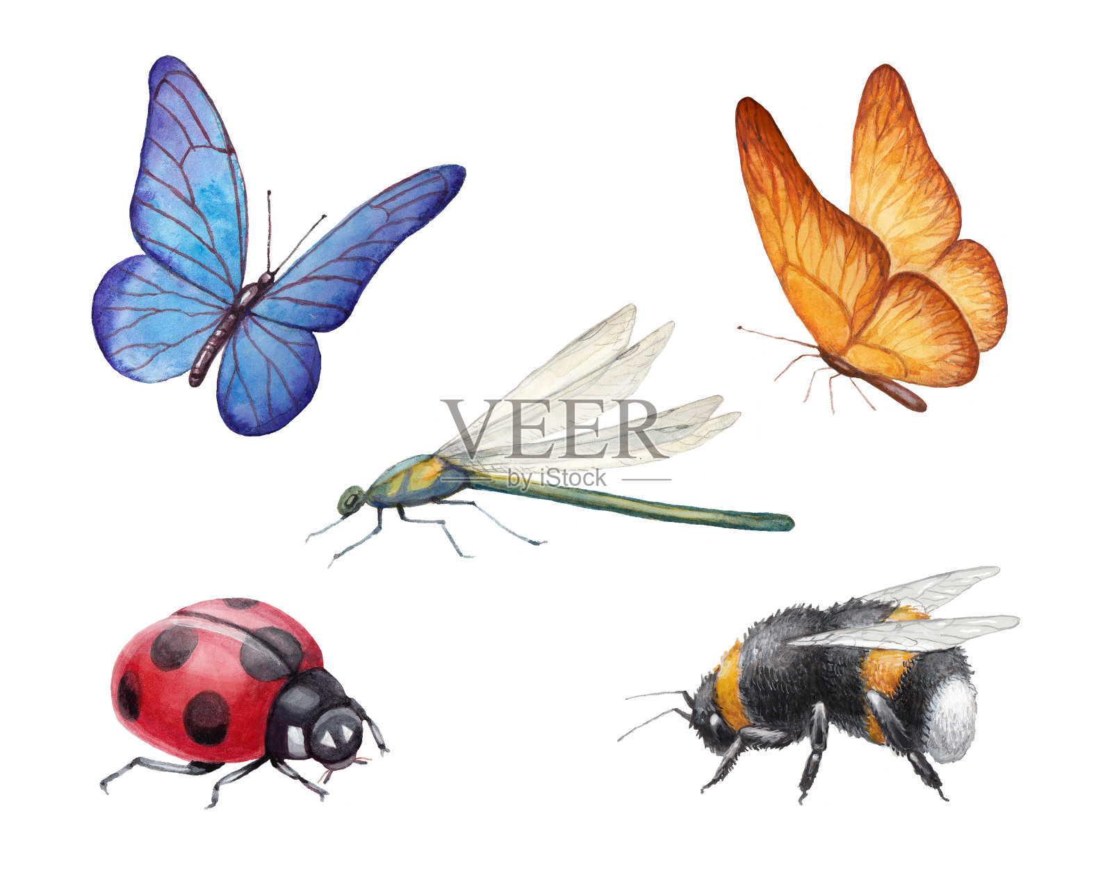 昆虫水彩插图设计元素图片