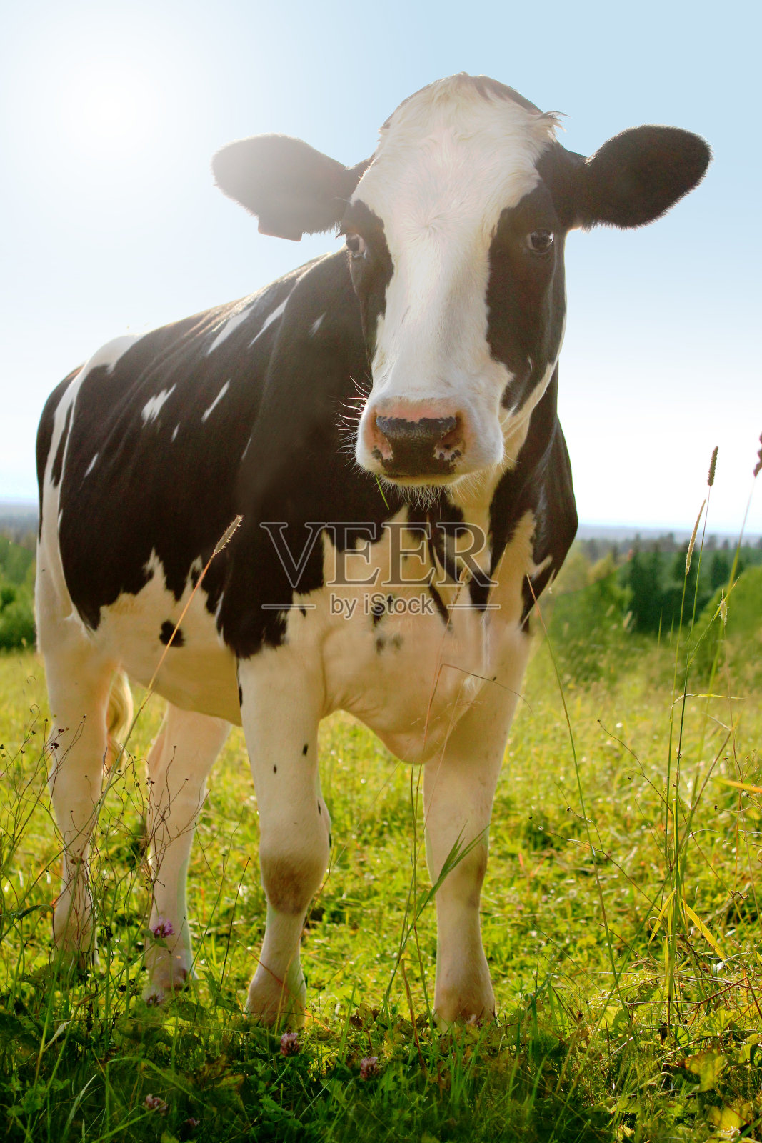 奶牛(荷斯坦牛)在农场草地上的田园农业照片照片摄影图片