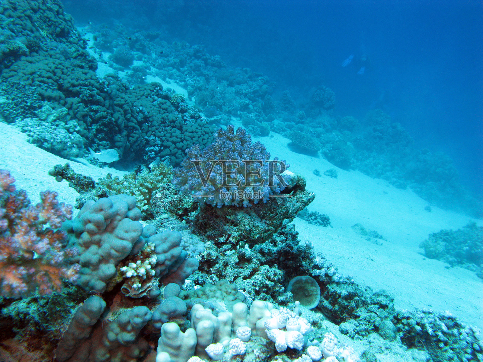 热带海洋的底部，在很深的地方有珊瑚礁照片摄影图片