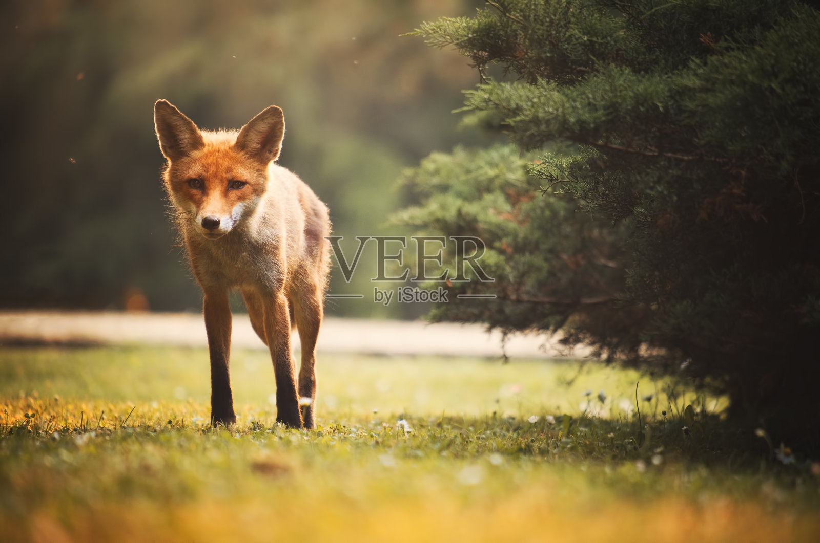 夏日森林里的狐狸照片摄影图片