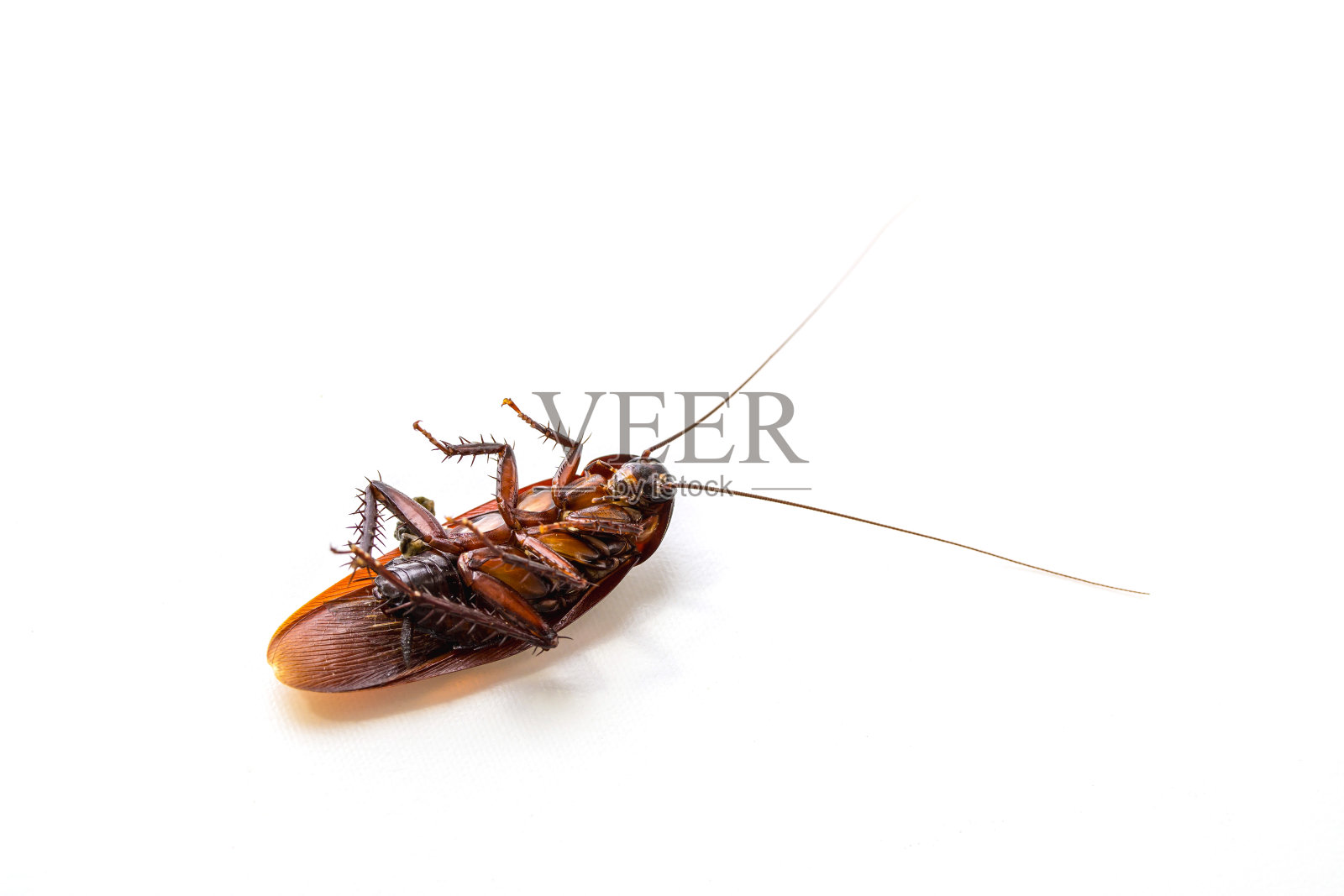 蟑螂死在白色背景上照片摄影图片