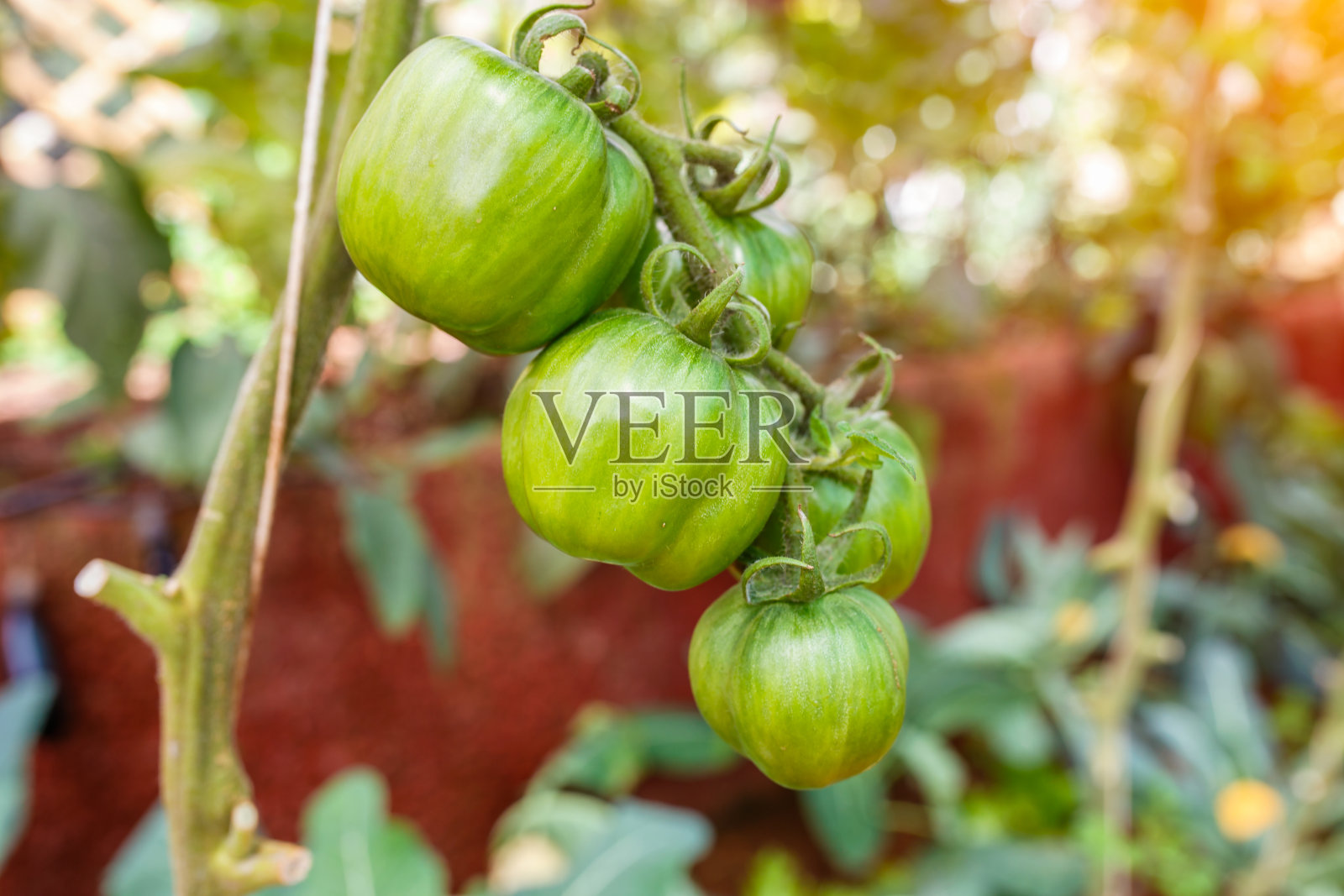 蔬菜有机，西红柿生长在一个分支，Doi Ang Khang，清迈省，泰国照片摄影图片