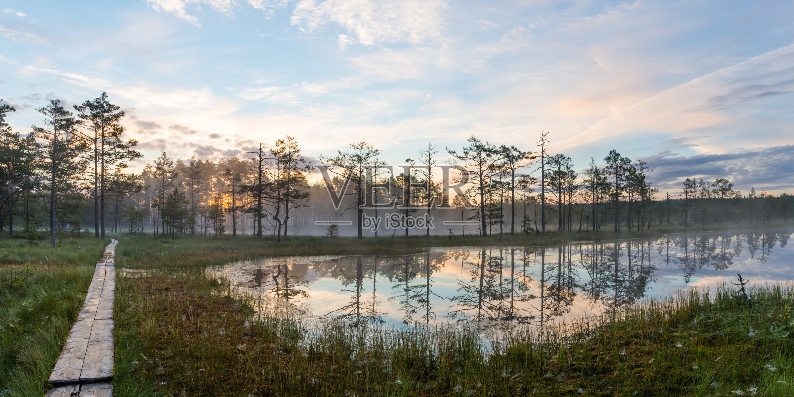 清晨的沼泽景观照片摄影图片