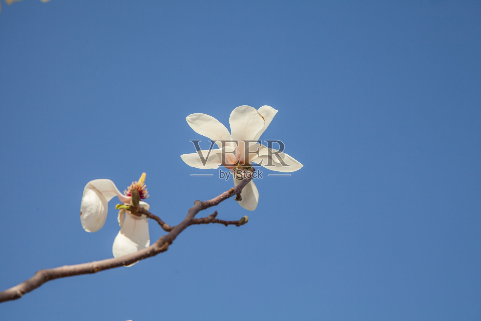 美丽的白玉兰花在蓝天的背景。照片摄影图片