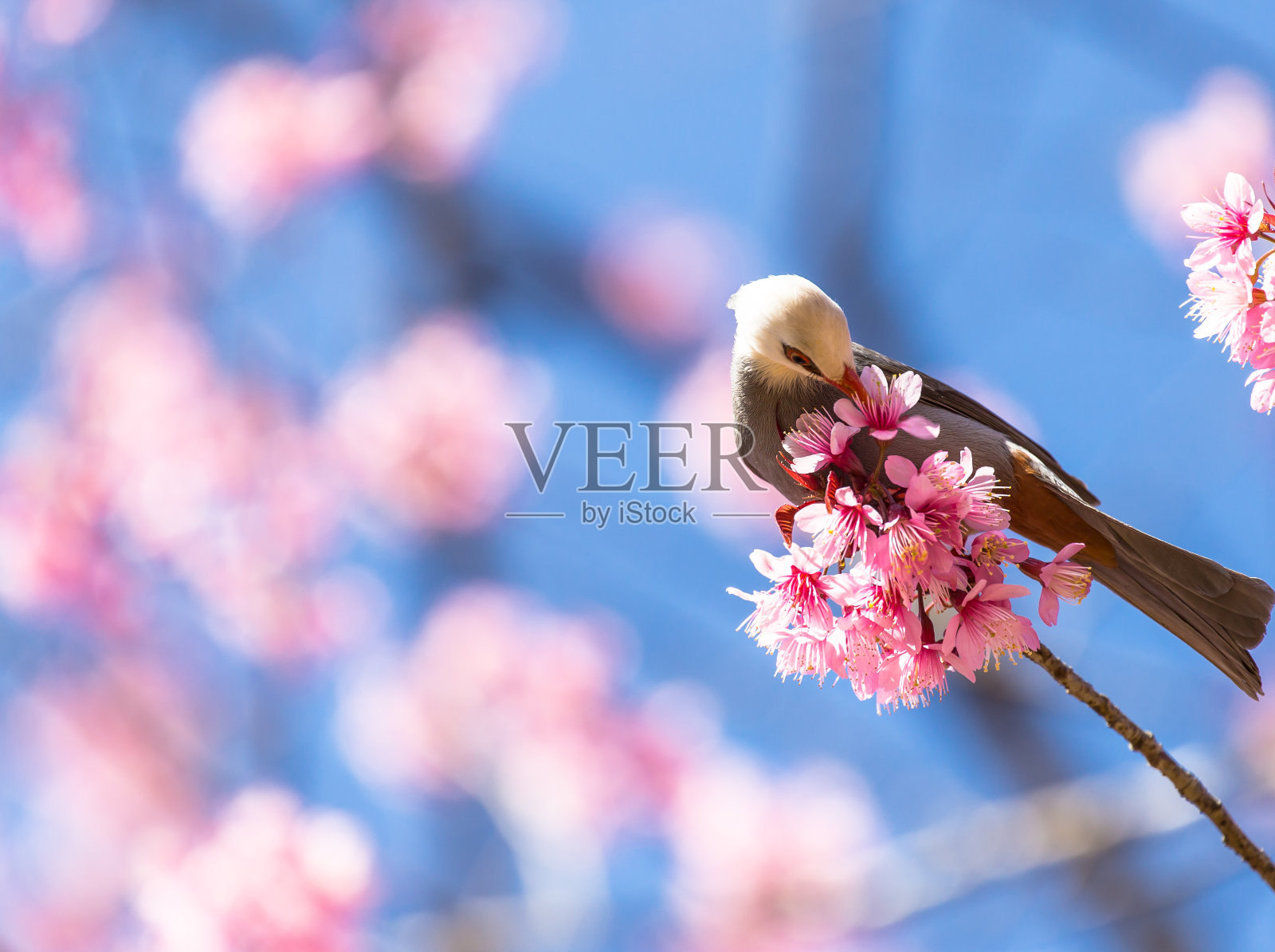 樱花小枝上的白头鹎照片摄影图片