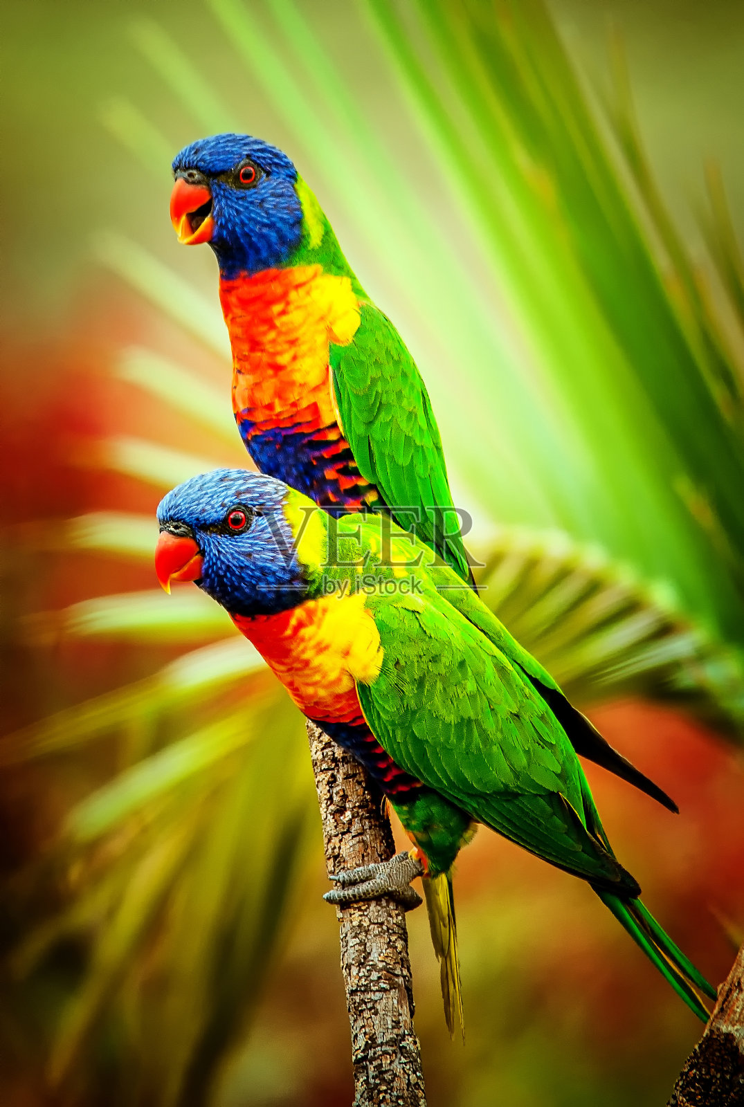 两只五彩缤纷的彩虹鹦鹉在树枝上照片摄影图片