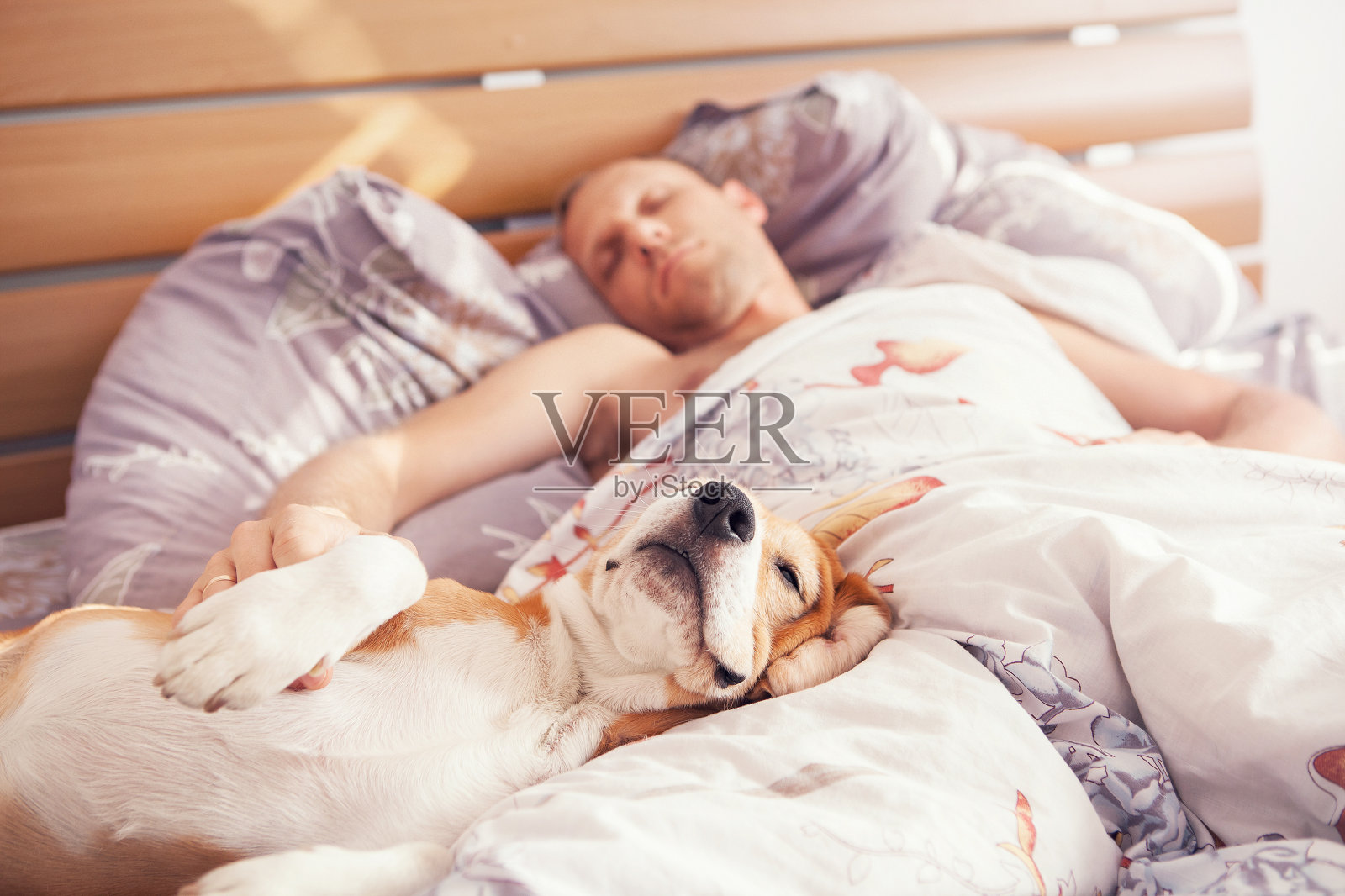 比格犬和主人一起睡在床上照片摄影图片