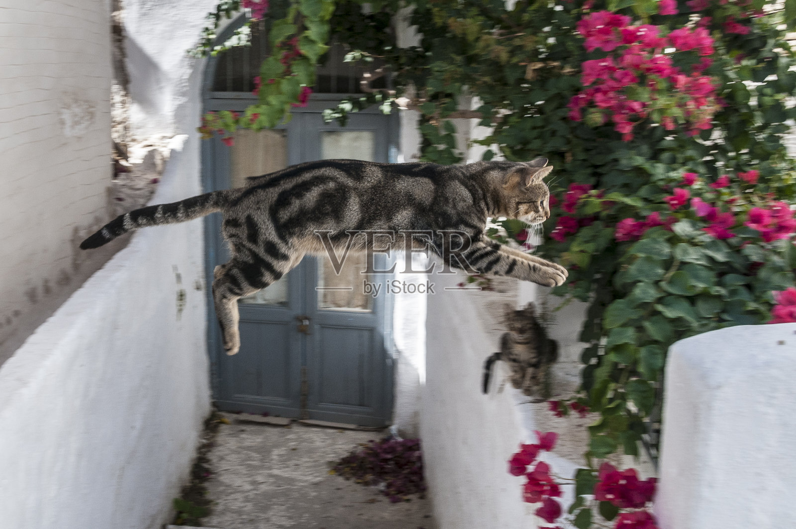 跳猫和九重葛，基克拉迪群岛，希腊群岛照片摄影图片