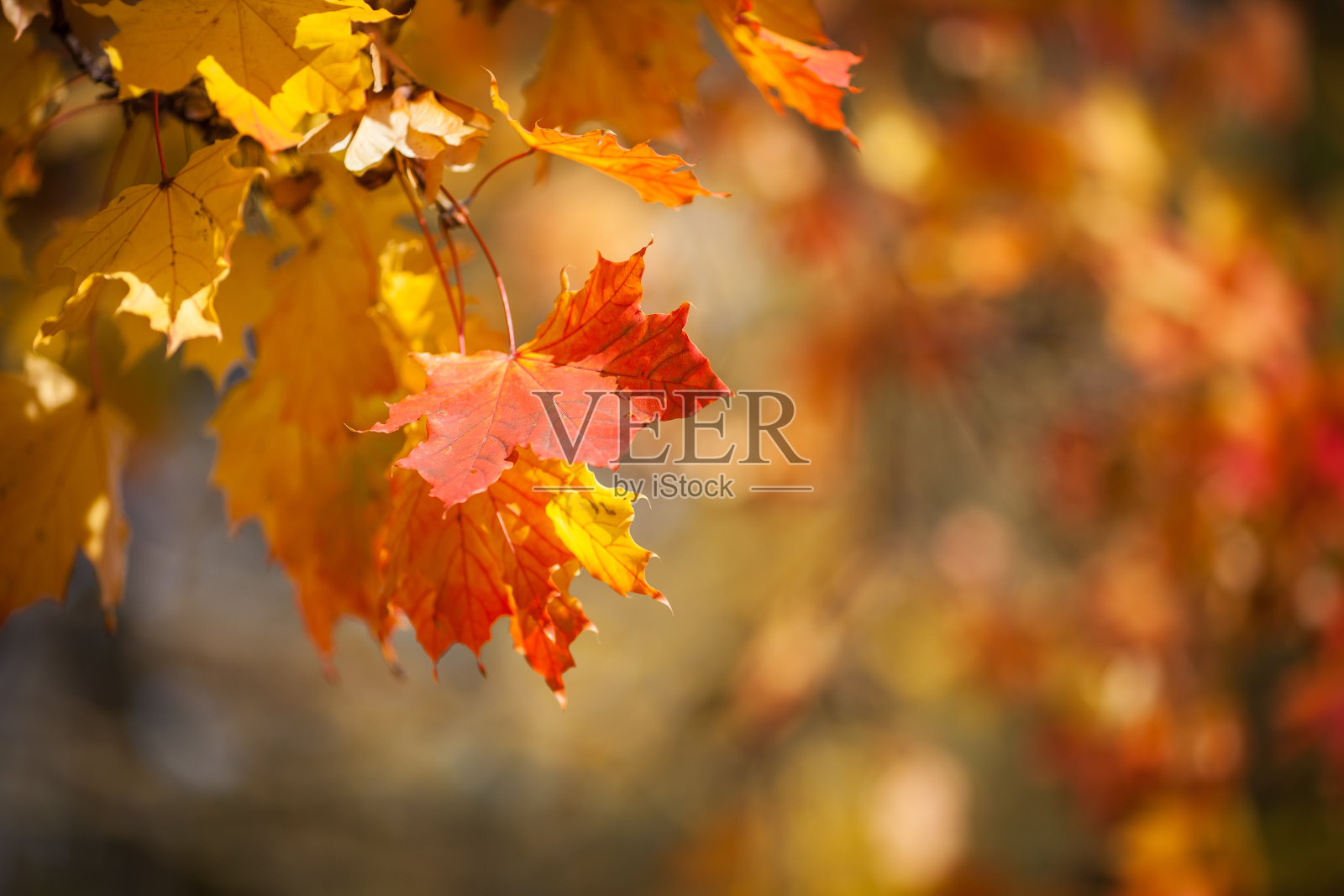 秋天的树叶，红黄相间的枫叶衬着森林照片摄影图片