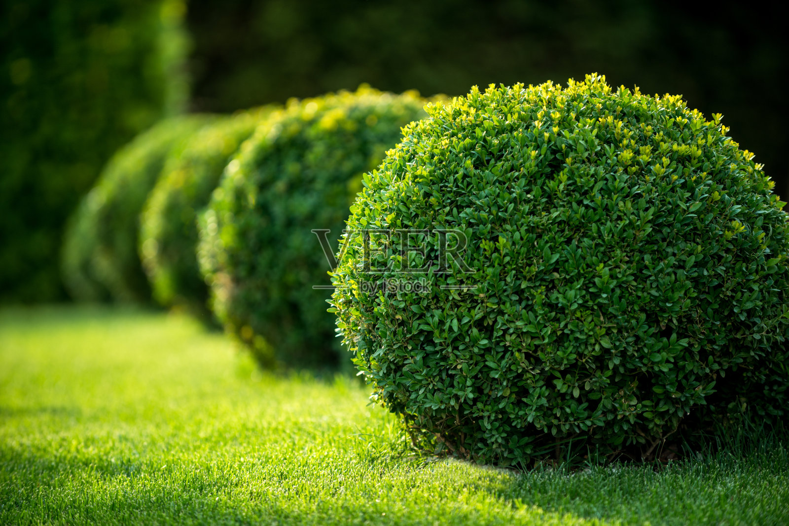 黄杨丛圆形，园形正式照片摄影图片