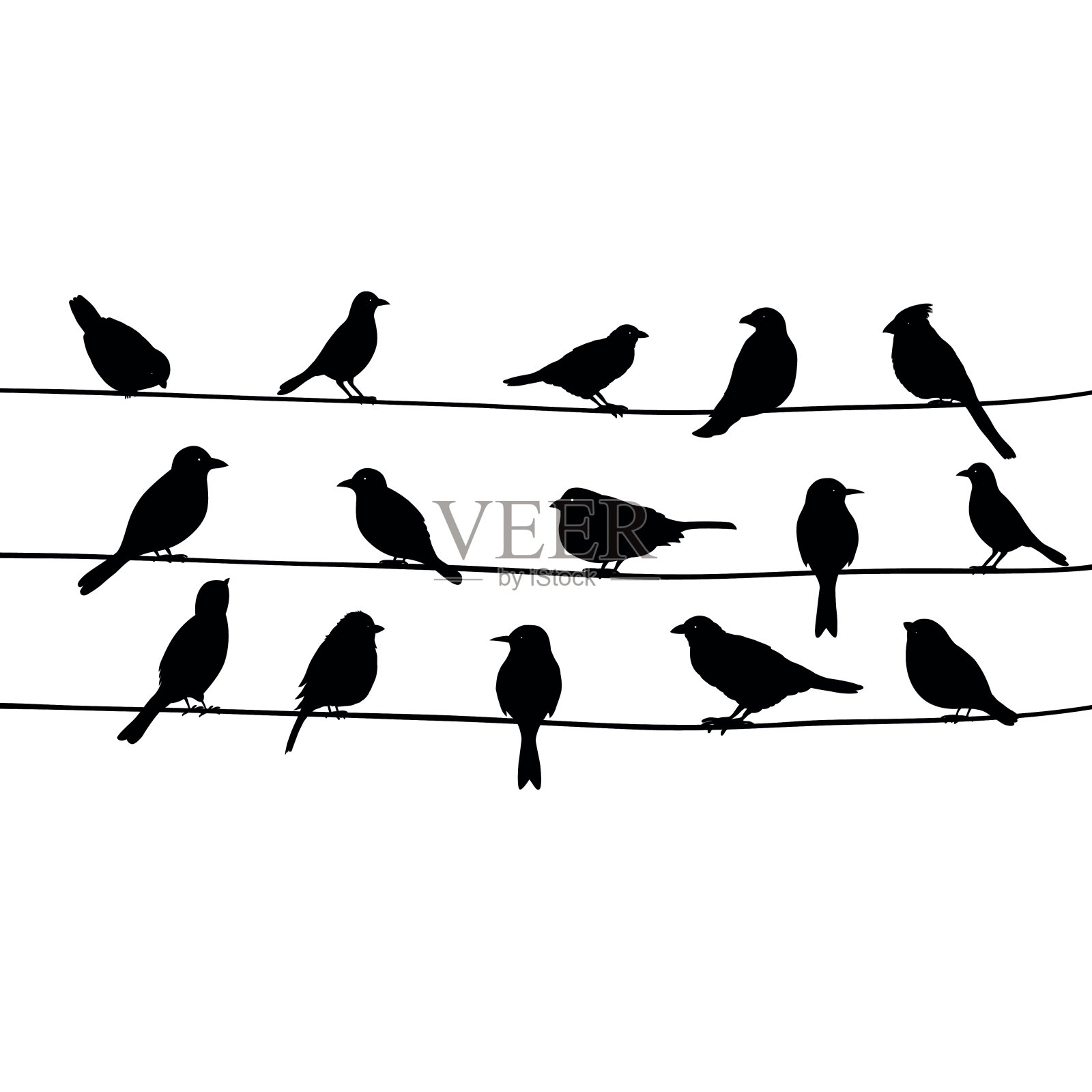 电线上可爱的黑鸟插画图片素材