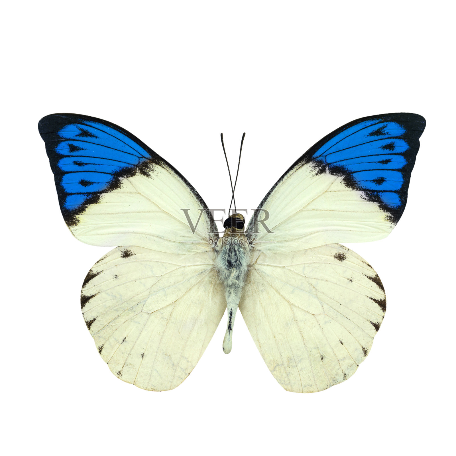 大蓝尖蝶孤立在白色照片摄影图片