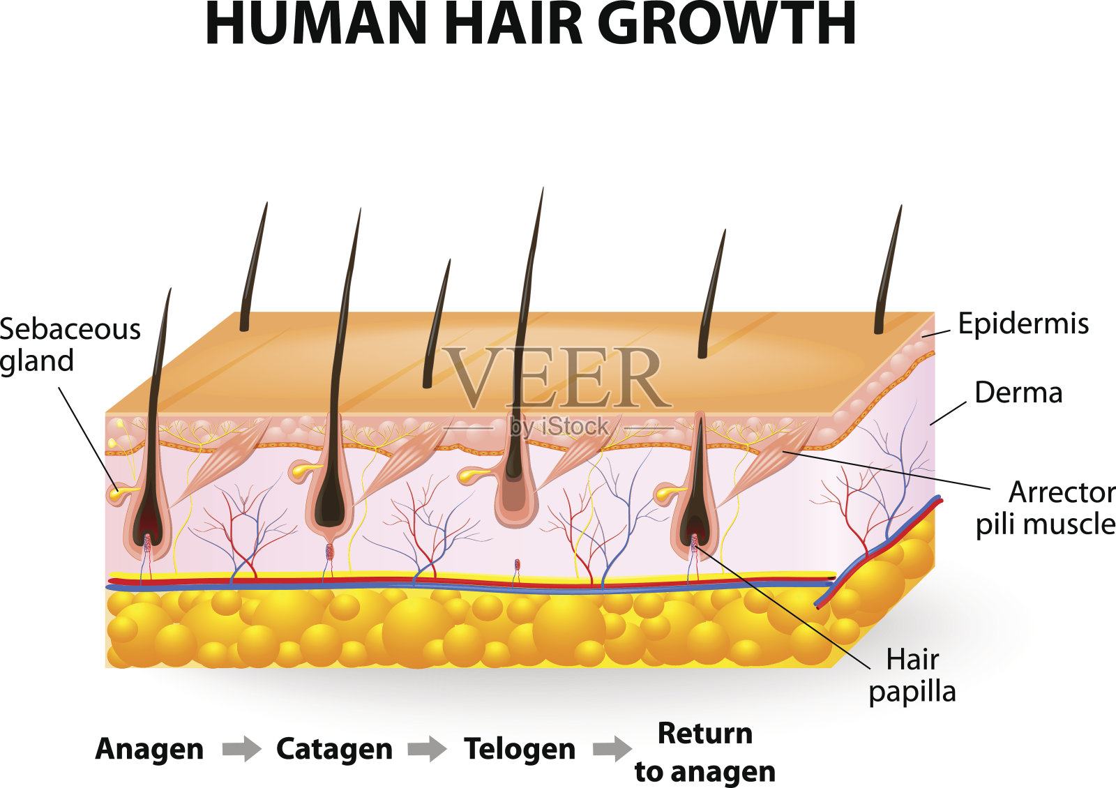 人类头发的生长插画图片素材