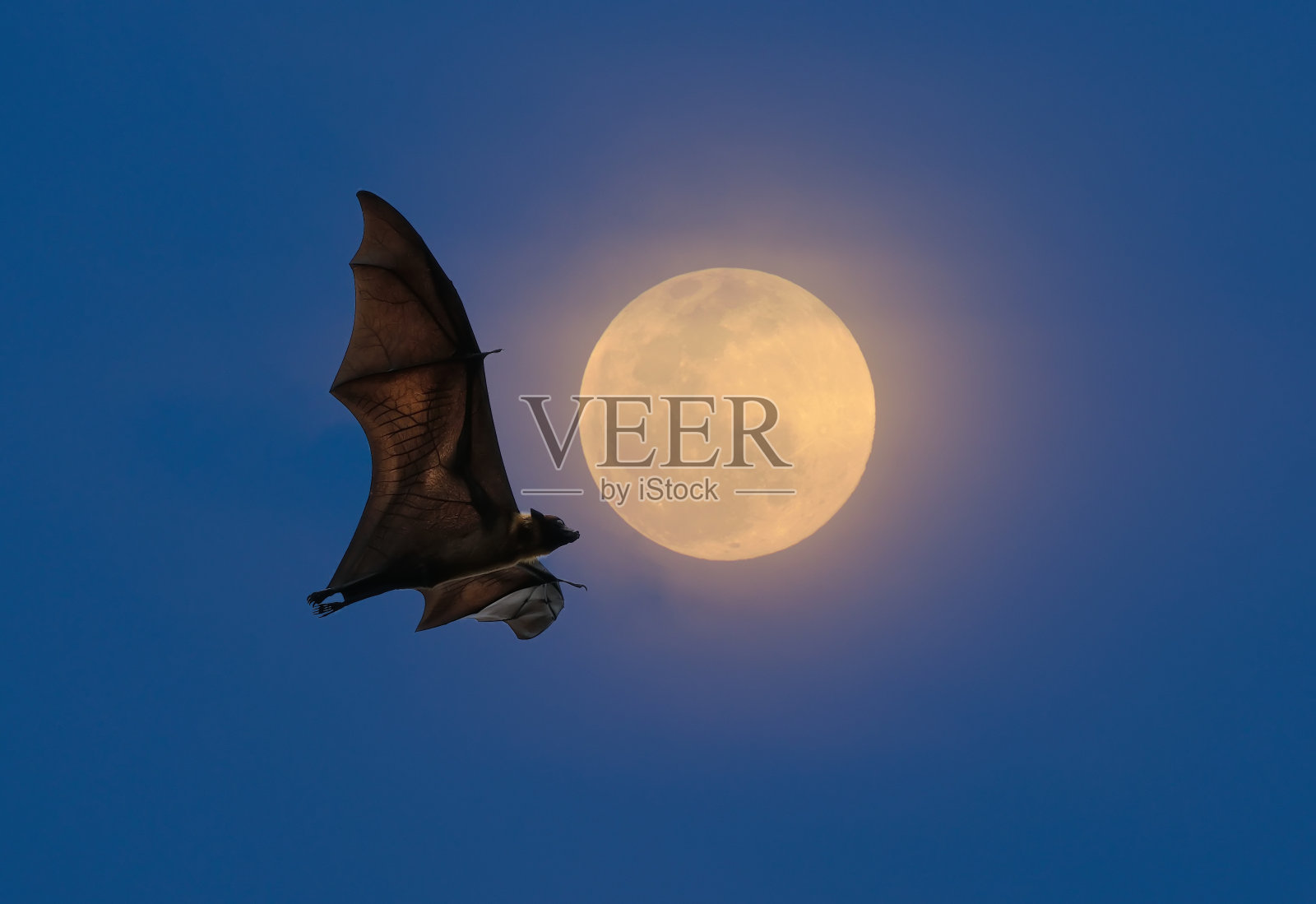 蝙蝠在夜间飞行照片摄影图片