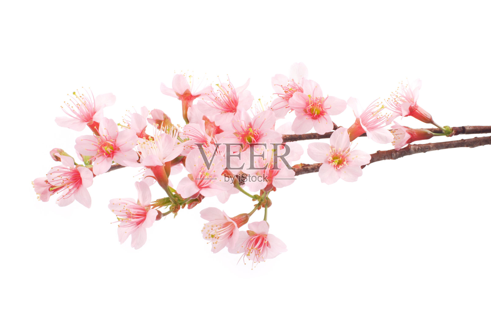 粉红色的樱花，白色的背景照片摄影图片