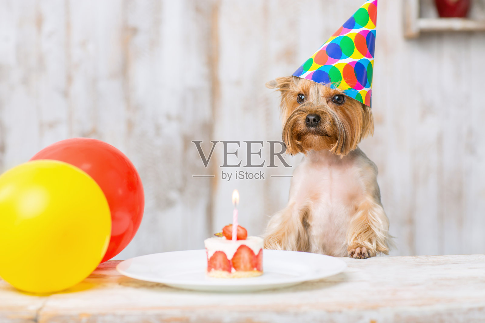 约克郡犬站在生日蛋糕前照片摄影图片
