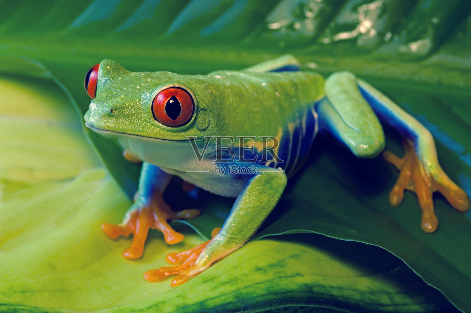 树蛙在彩色的叶子上照片摄影图片