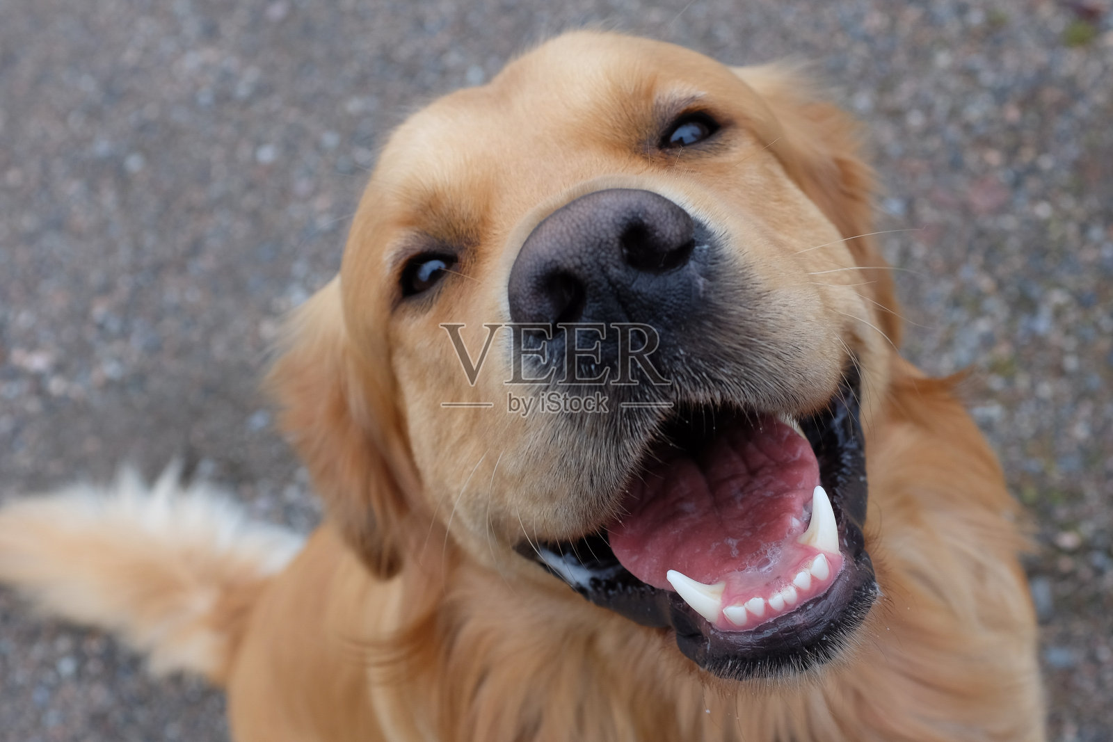 狗(金毛猎犬)有一个大大的微笑。照片摄影图片