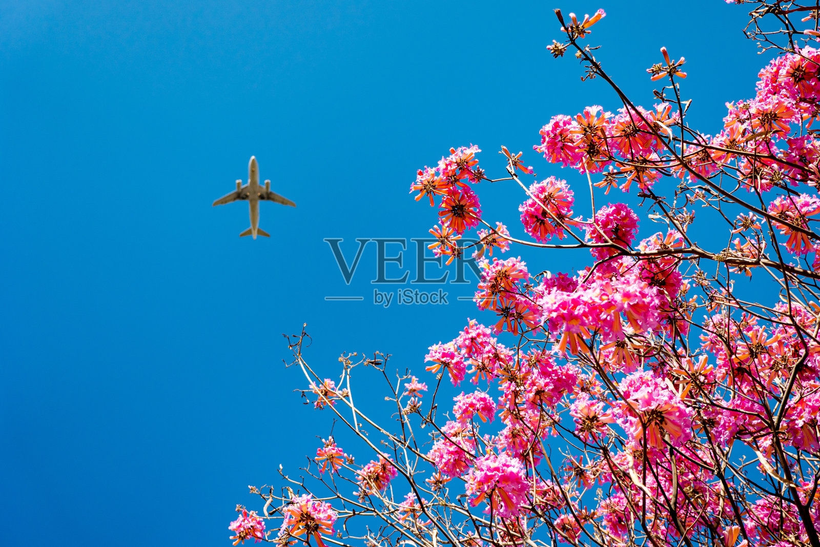 粉红色的喇叭树开花，蓝色的天空和飞机照片摄影图片