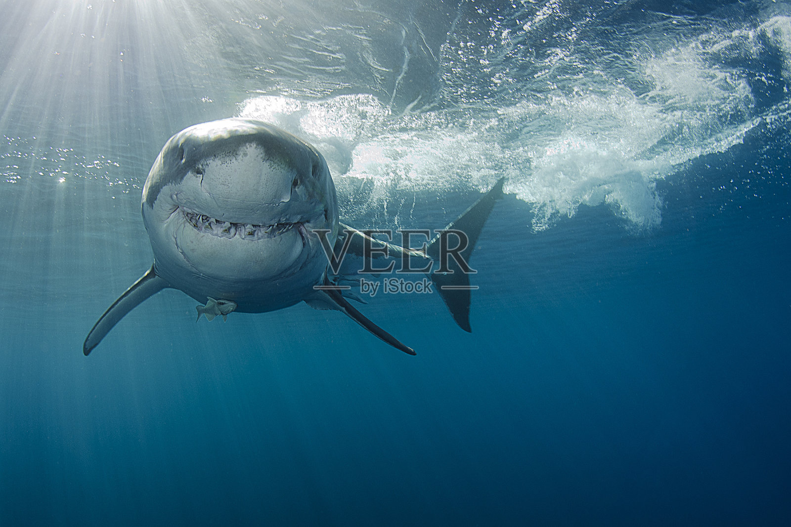 微笑的大白鲨照片摄影图片