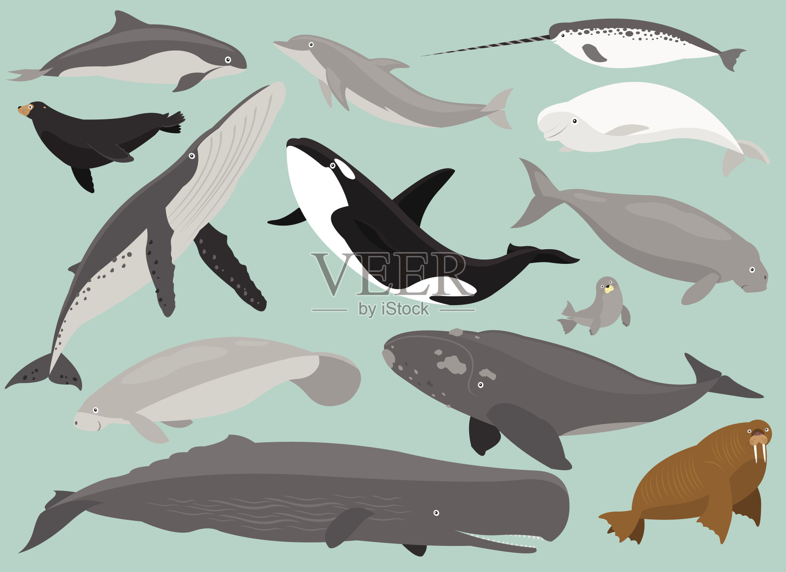 海洋哺乳动物设计元素图片