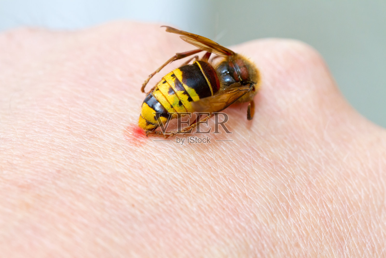 大黄蜂刺照片摄影图片