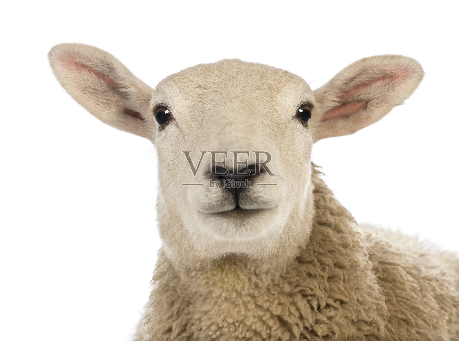 白色背景下的绵羊头的特写照片摄影图片