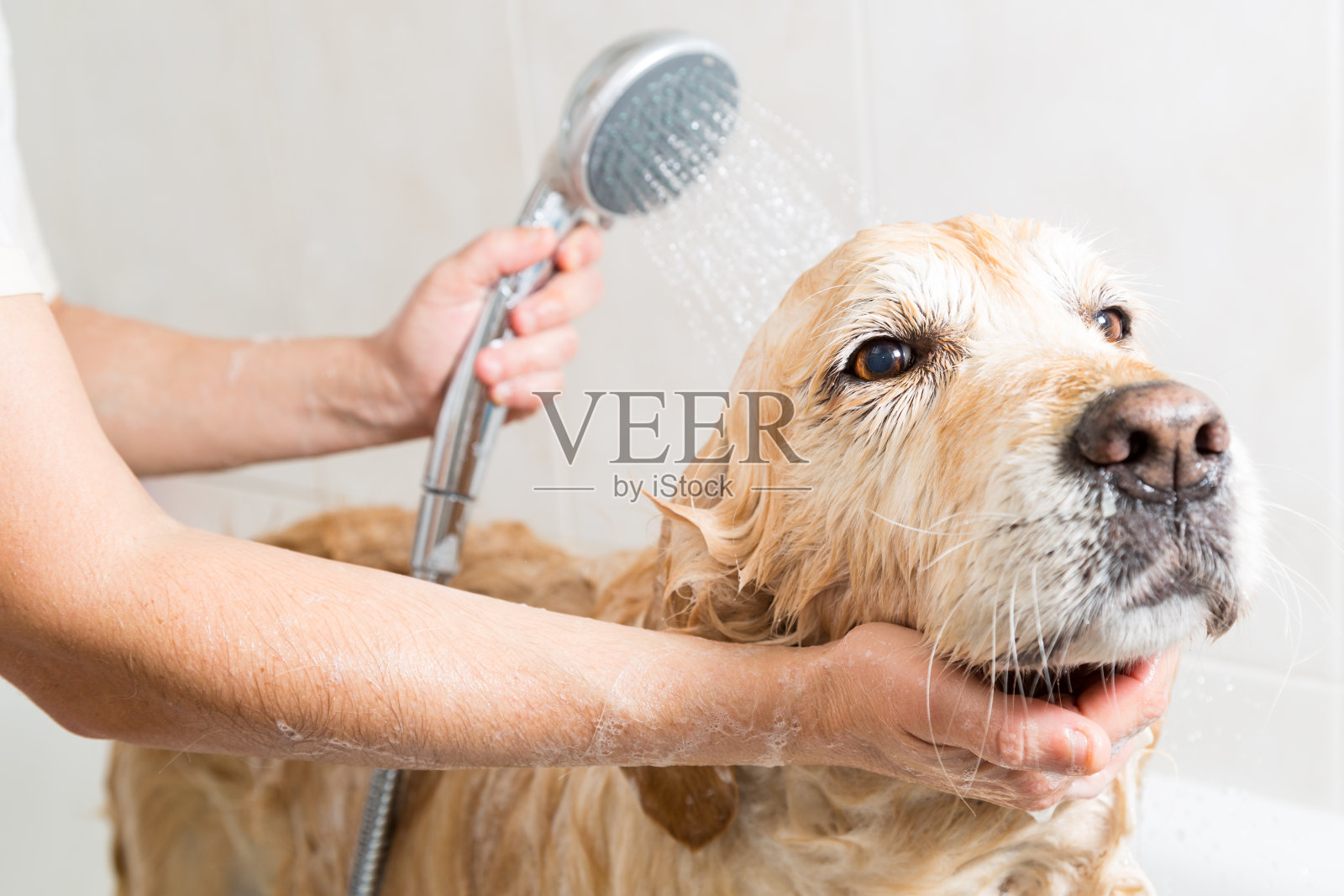 洗澡的狗金毛猎犬照片摄影图片