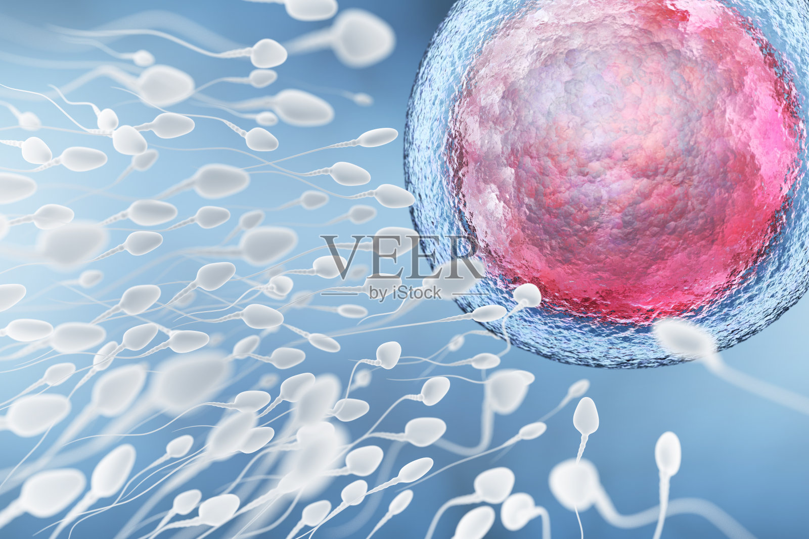 精子和卵细胞的图解照片摄影图片