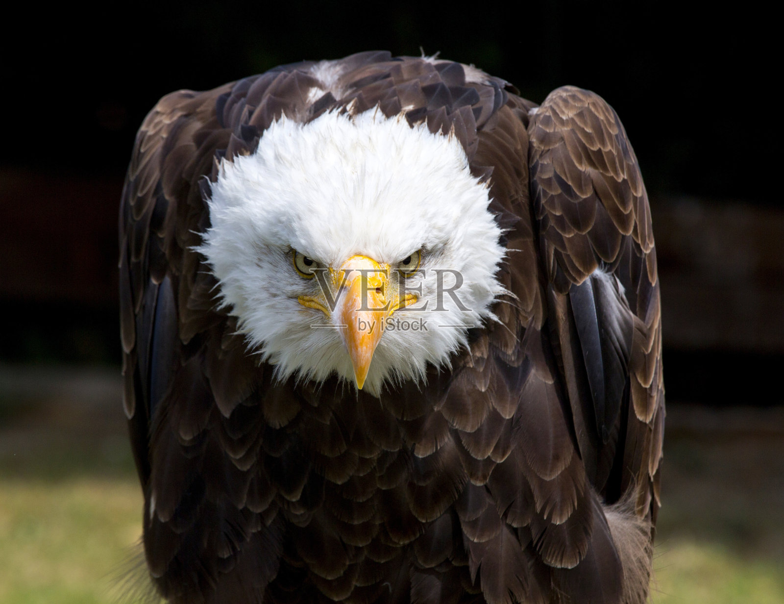 美丽的北美白头鹰照片摄影图片
