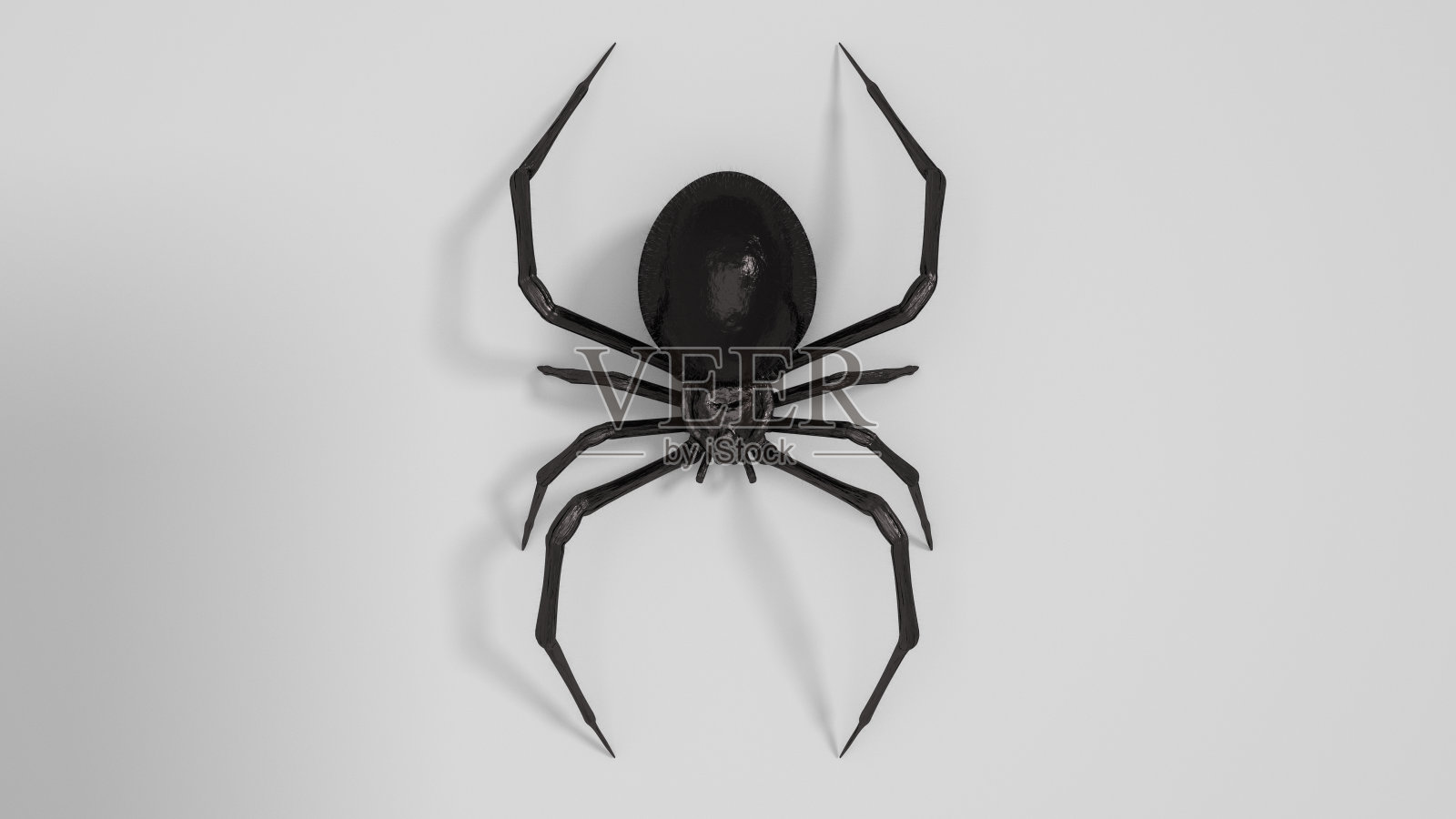 危险的黑寡妇蜘蛛3d渲染在白色的背景照片摄影图片