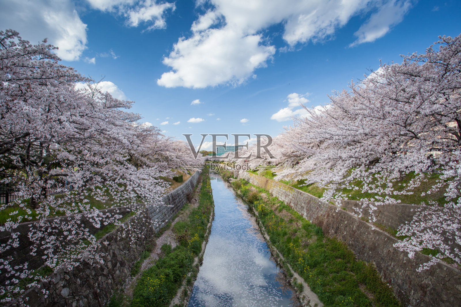 日本最好的樱花景点之一。照片摄影图片