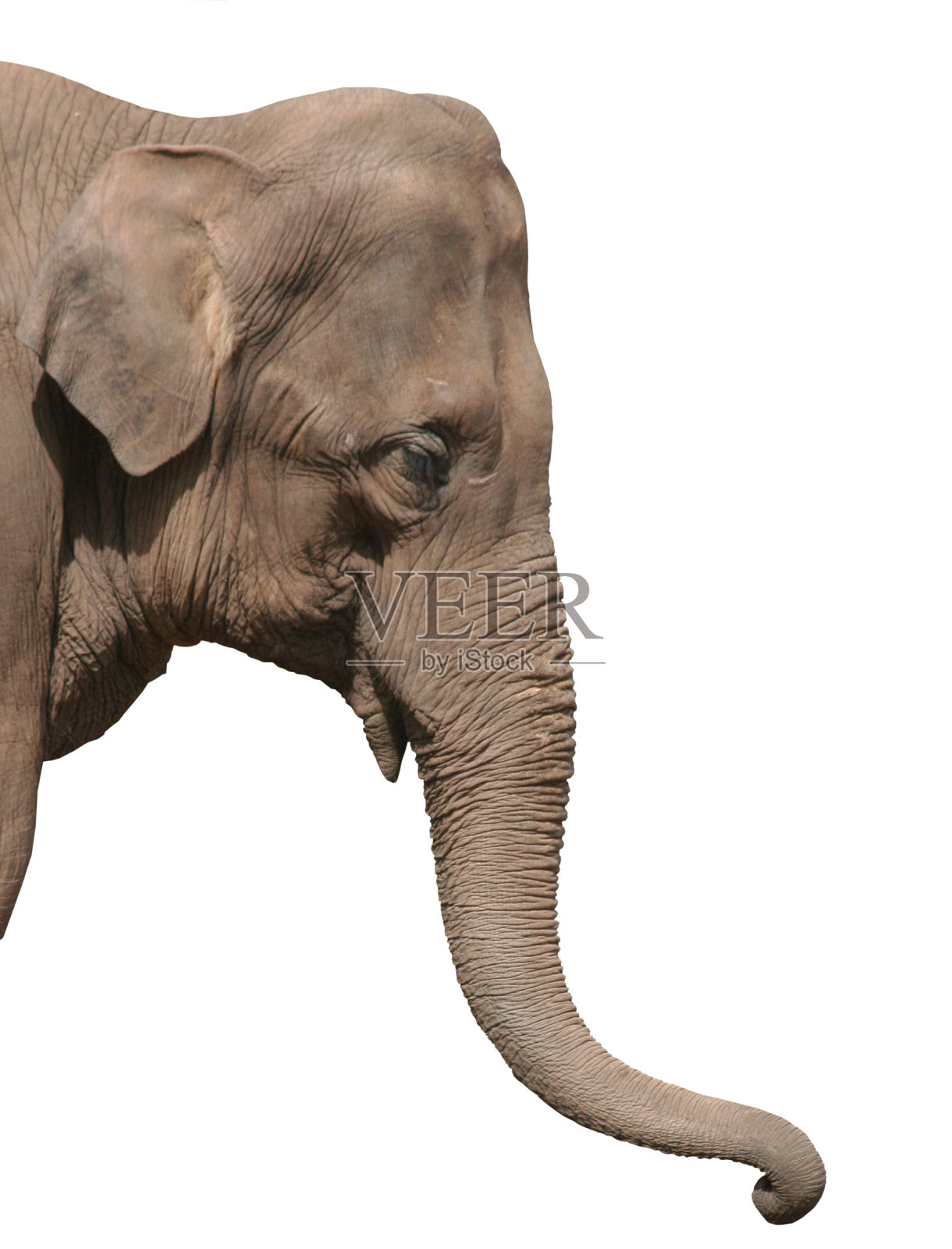 大象头孤立在白色的照片照片摄影图片