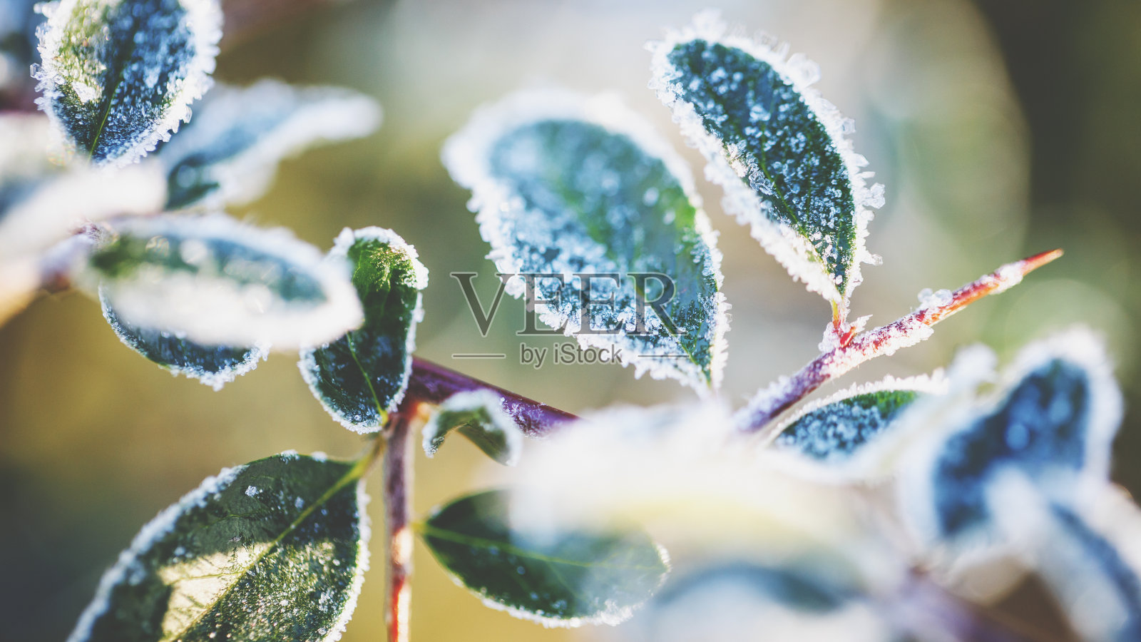 冬季冰冻植物照片摄影图片