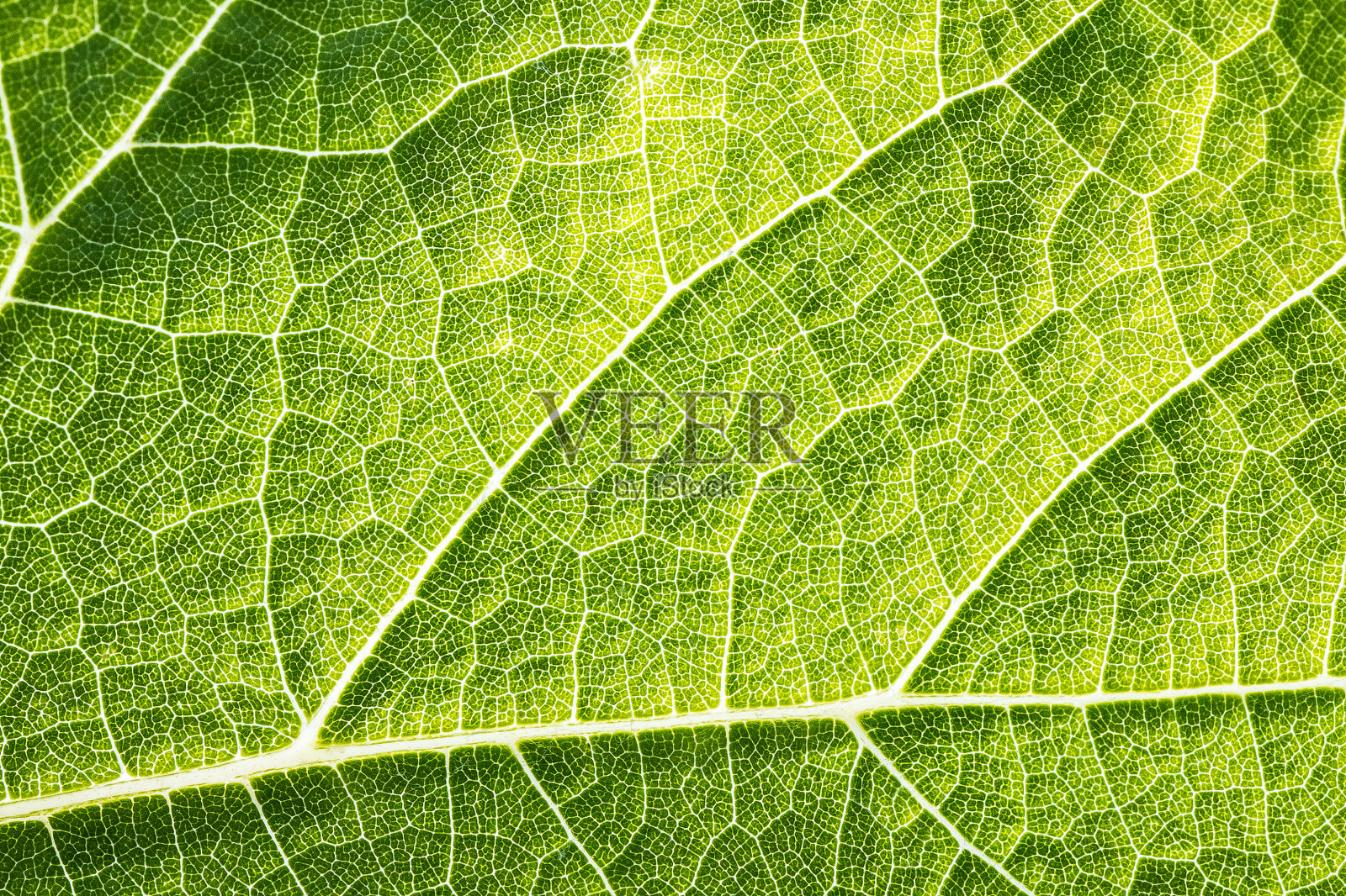 葡萄藤的绿色叶脉，纹理饱满照片摄影图片