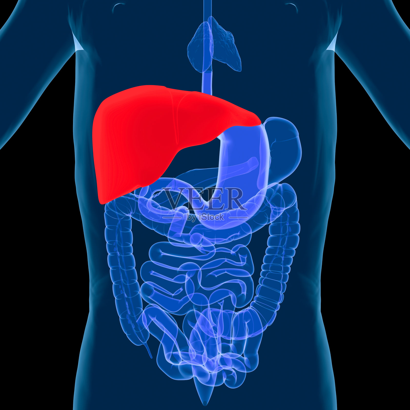 消化system-Liver照片摄影图片