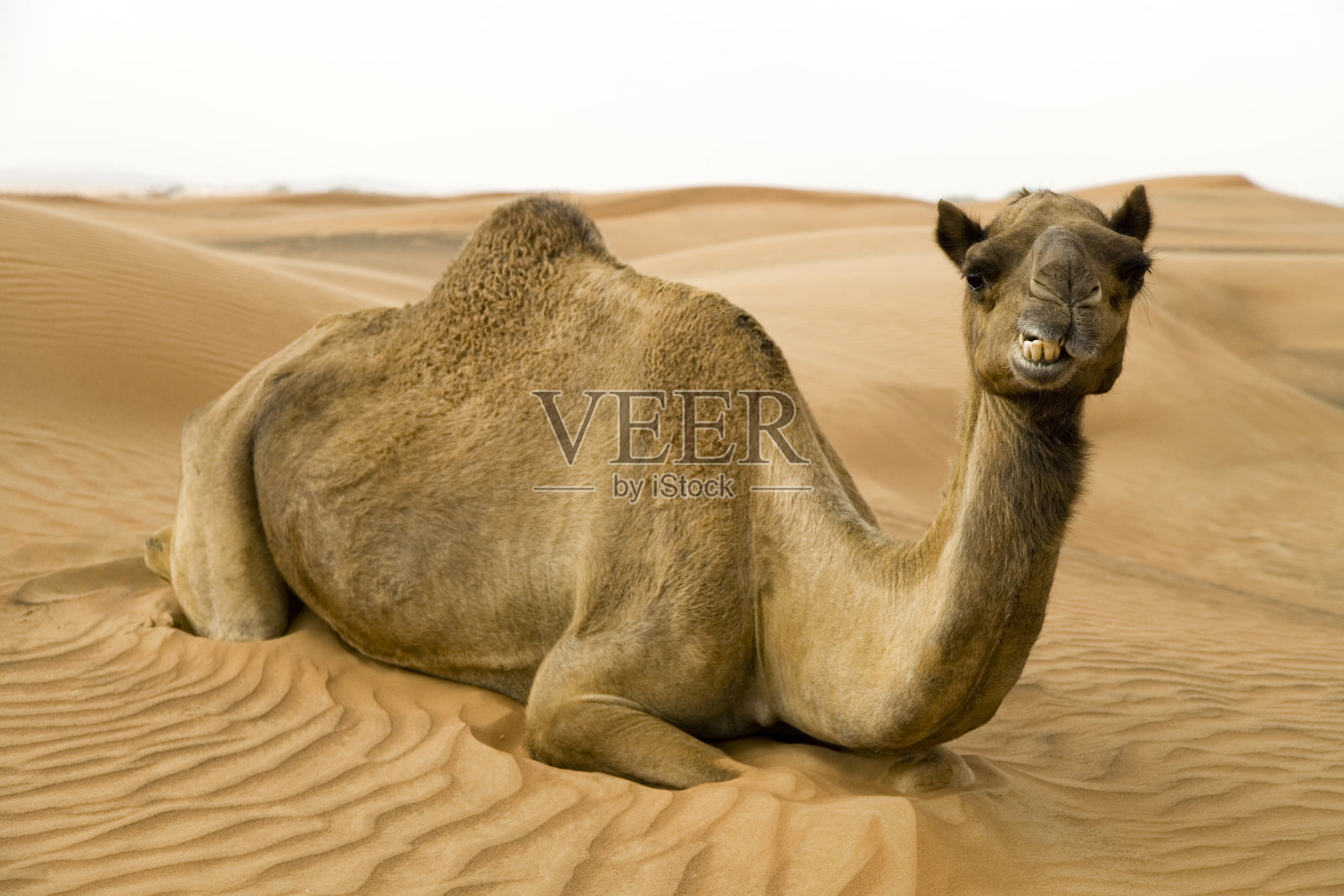 快乐的骆驼照片摄影图片